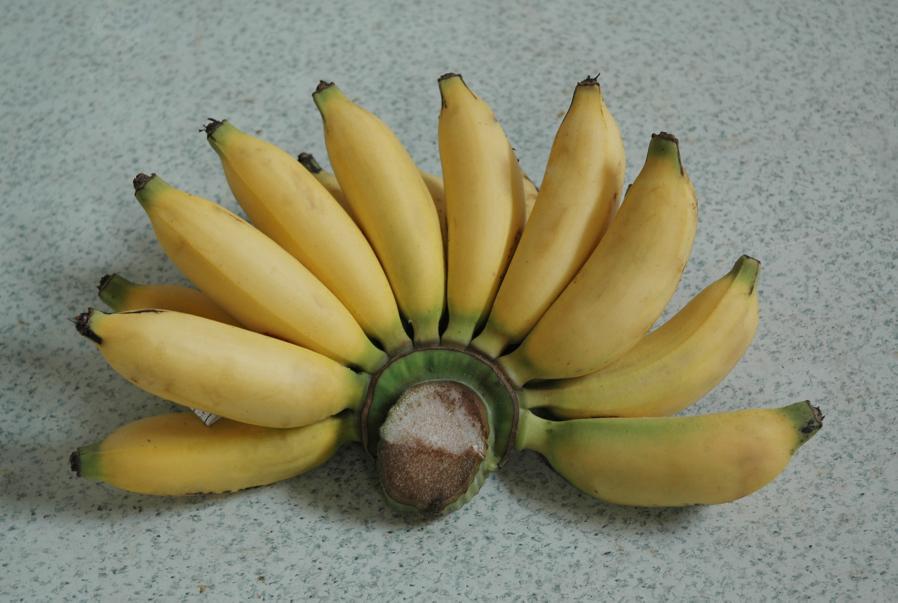 Pisang Lampung / Pisang Muli Pisang Lampung / Pisang Muli